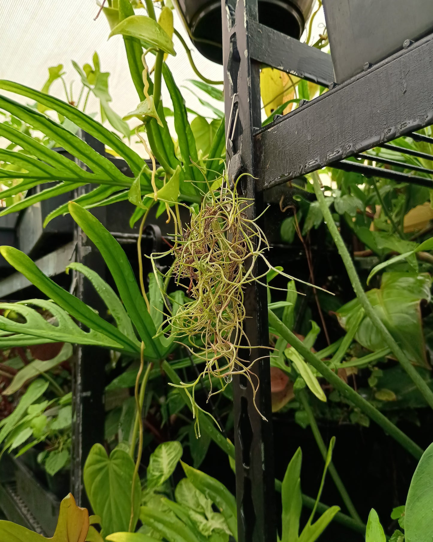 Tillandsia Usneoides (Spanish Moss)