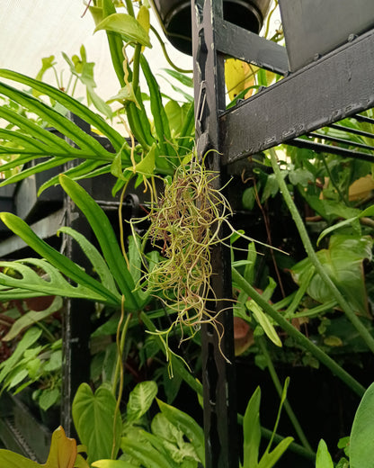Tillandsia Usneoides (Spanish Moss)