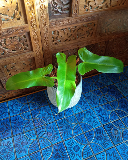 Philodendron Mexicanum