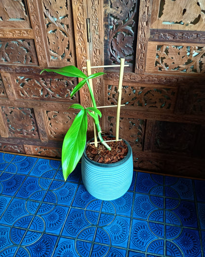 Philodendron Tripartitum