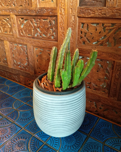 Stapelia Grandiflora
