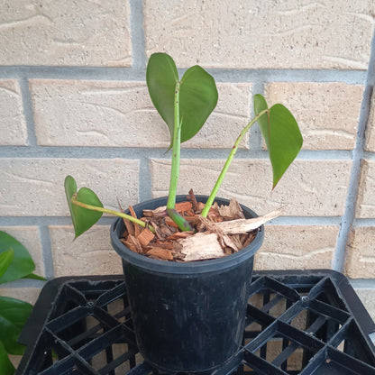 Philodendron Cordatum (NOT HEDERACEUM) #130A