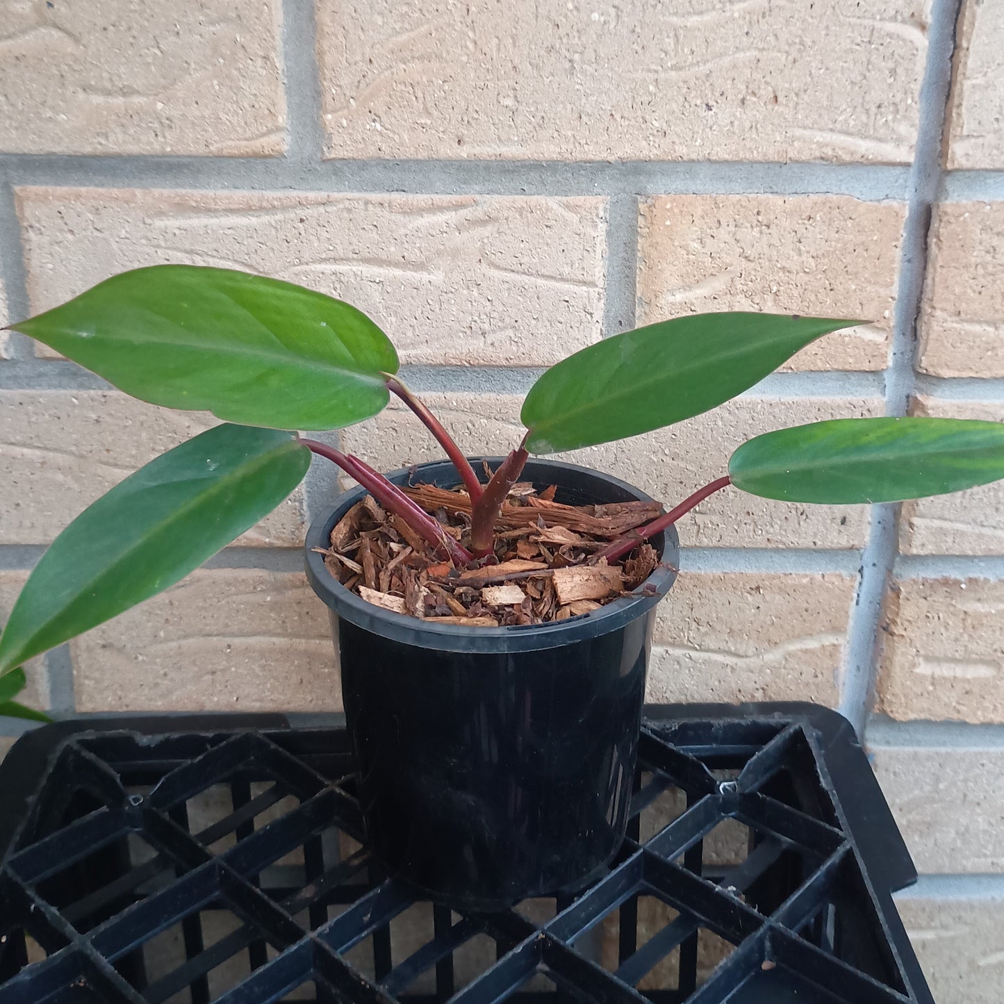 Philodendron Erubescens Red Emerald