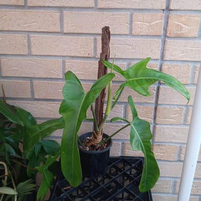 Philodendron Jerry Horne #130.500BT.A