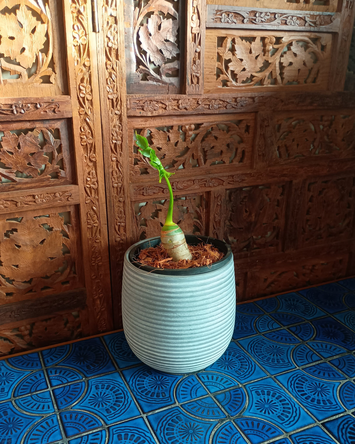 Philodendron Warscewiczii