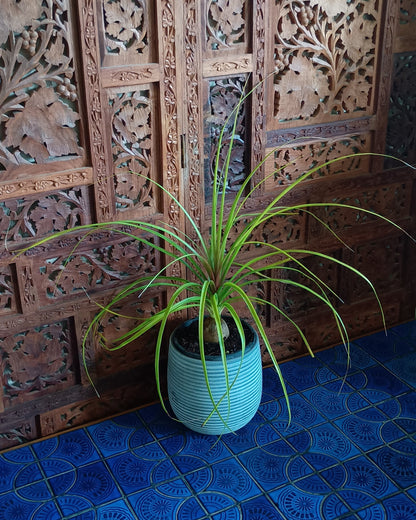 Beaucarnea Recurvata 130single