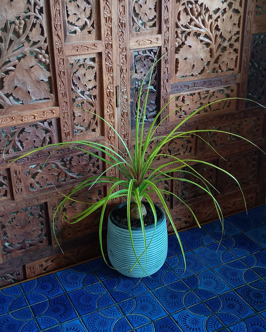 Beaucarnea Recurvata 130single