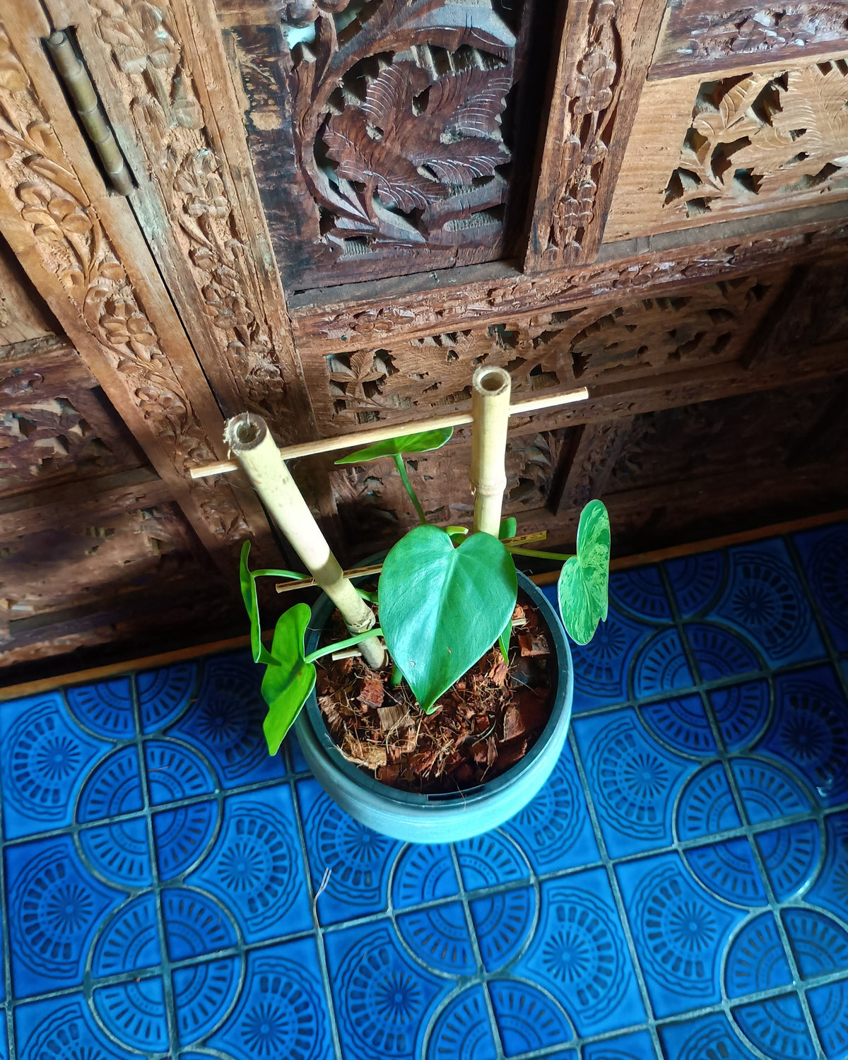Philodendron Hederaceum var. Oxycardium Variegata