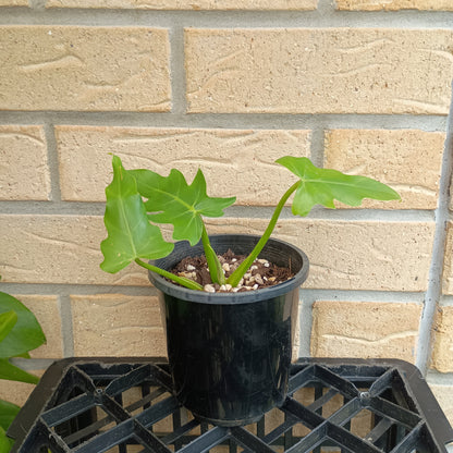 Philodendron Radiatum