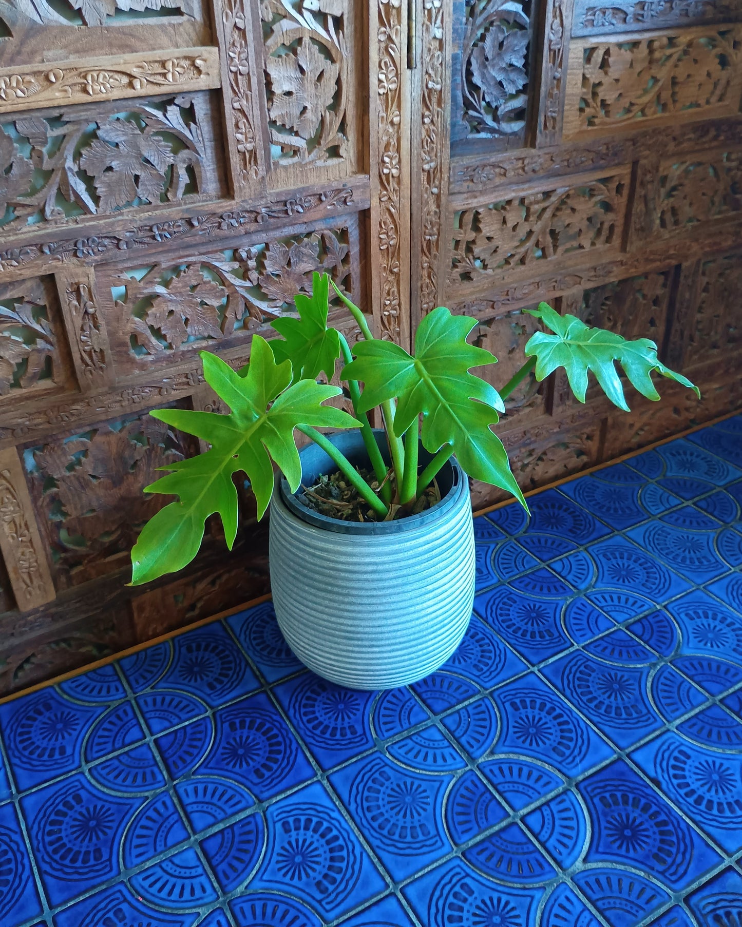 Philodendron Radiatum 130single