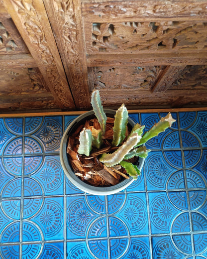 Stapelia Grandiflora