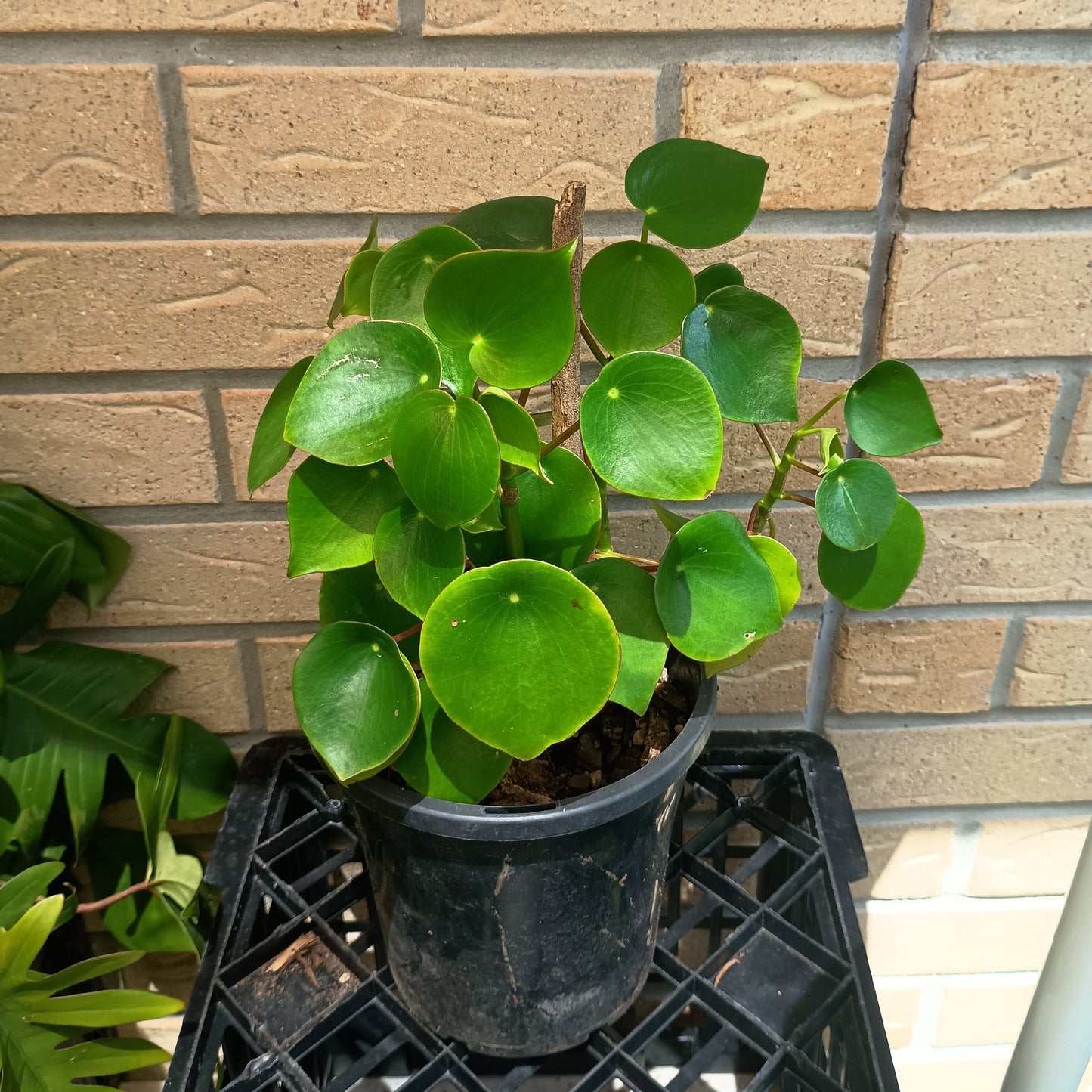 Peperomia Polybotrya