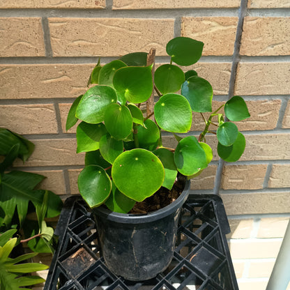 Peperomia Polybotrya