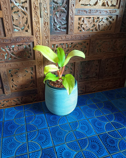 Philodendron Lemon Lime