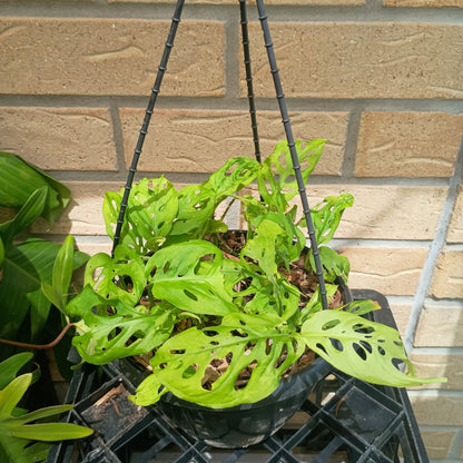 Monstera Adansonii Hanging Basket