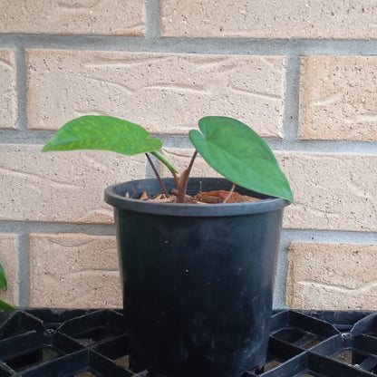 Syngonium Macrophyllum