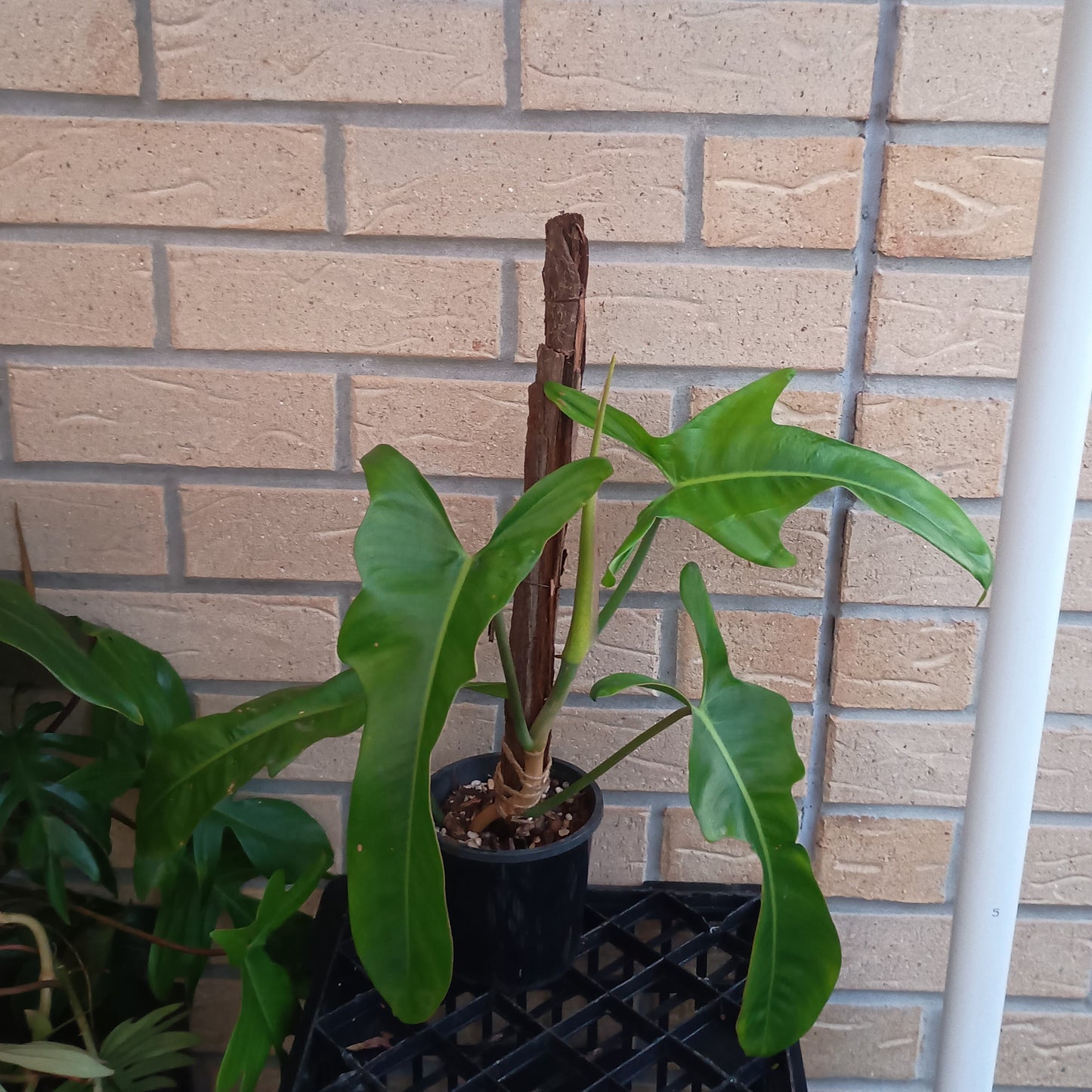 Philodendron Jerry Horne #130.500BT.A