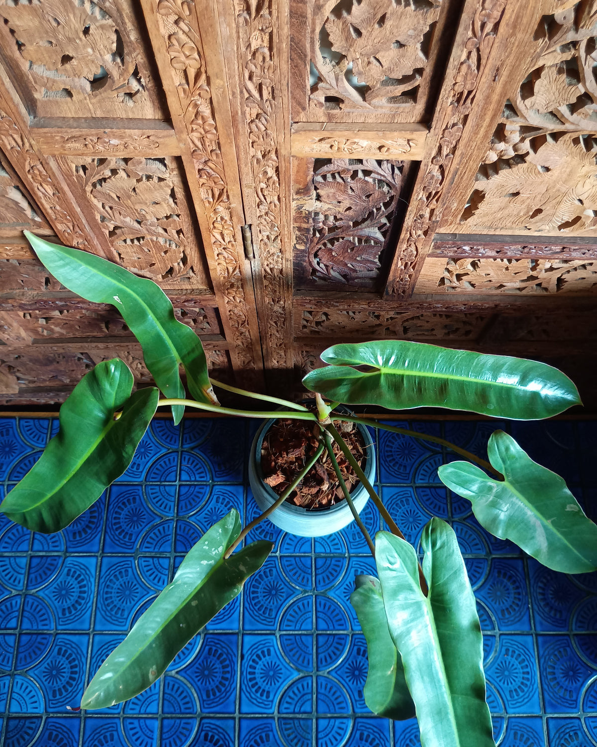 Philodendron Atabapoense Large