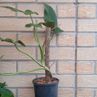 Philodendron Mexicanum 130.30ST.A