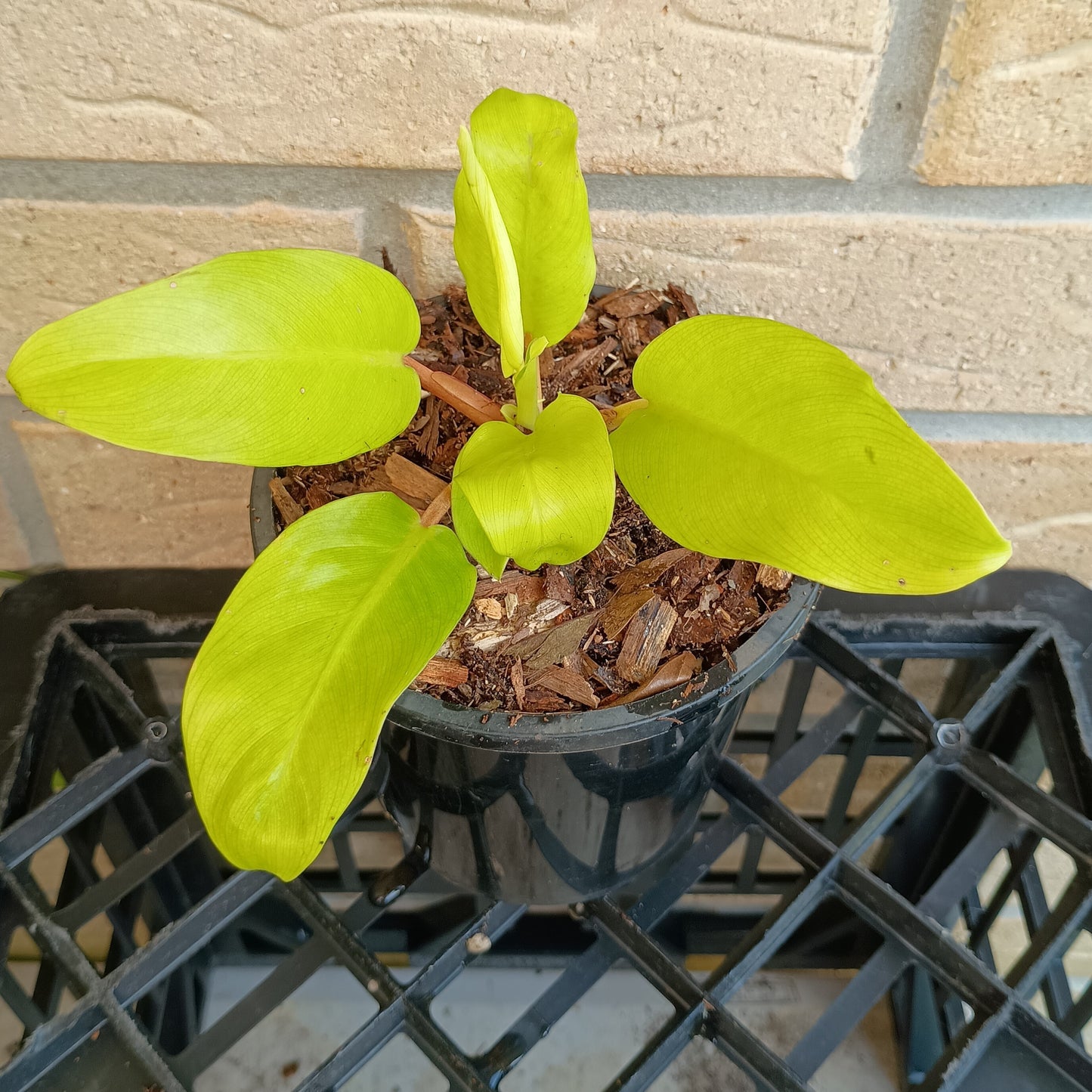 Philodendron Lemon Lime #130A