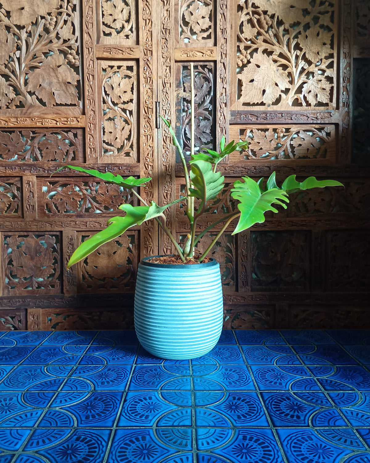 Philodendron Henderson's Delight