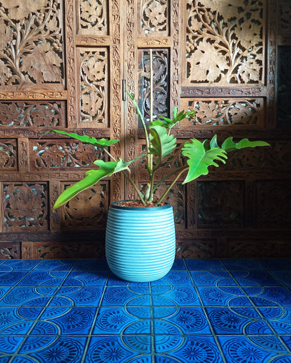 Philodendron Henderson's Delight