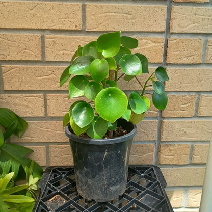 Peperomia Polybotrya