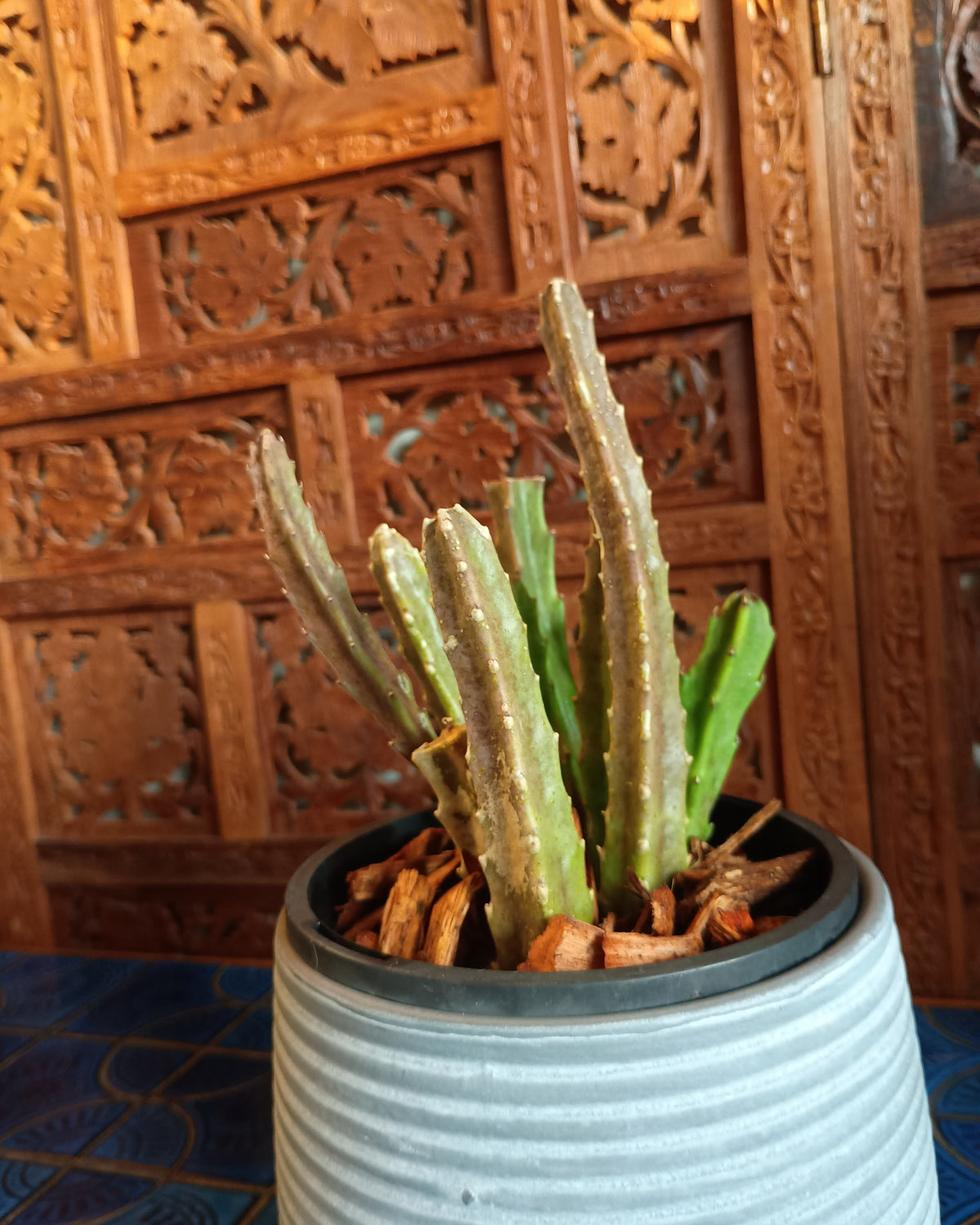Stapelia Grandiflora