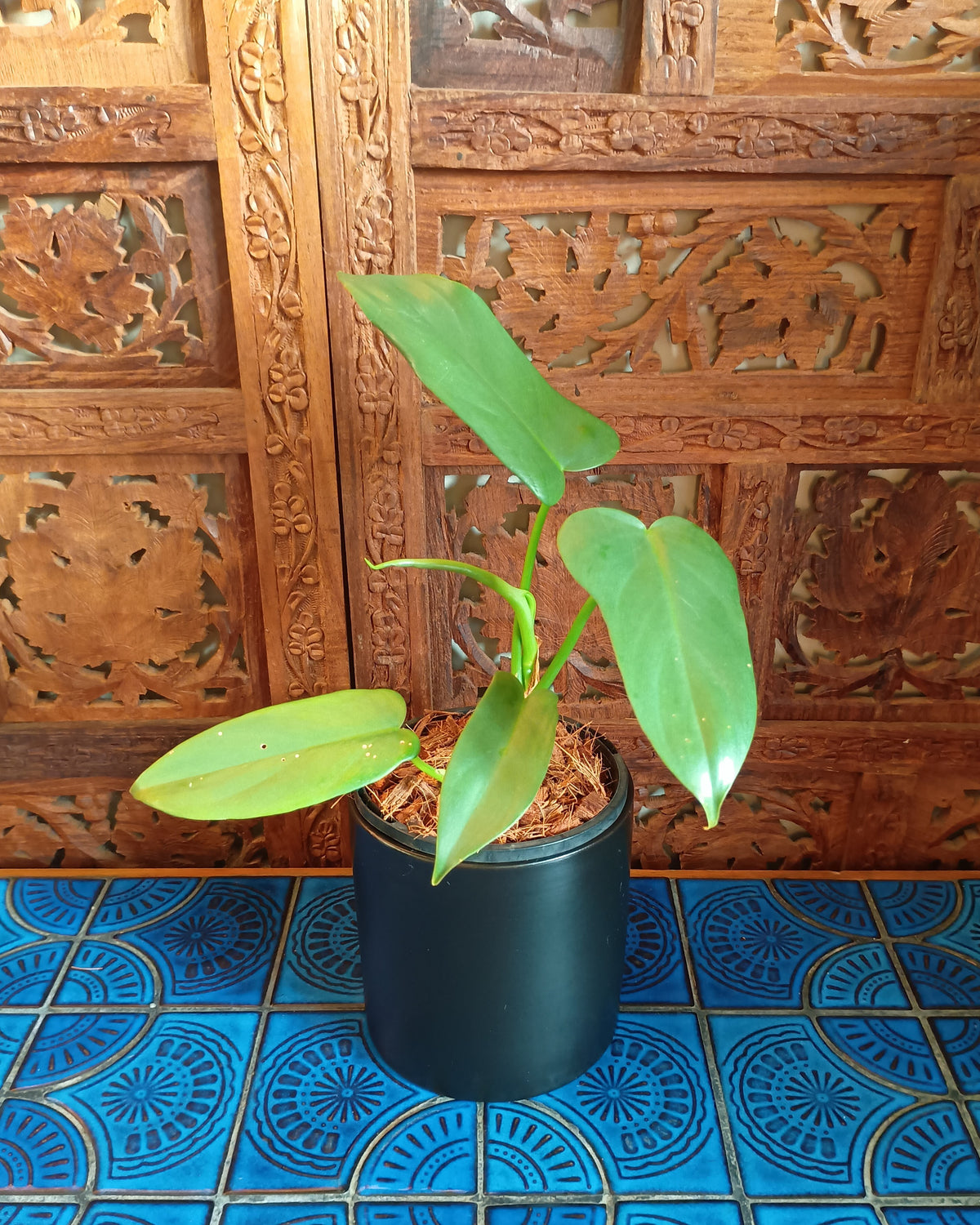 Philodendron Bipennifolium XS