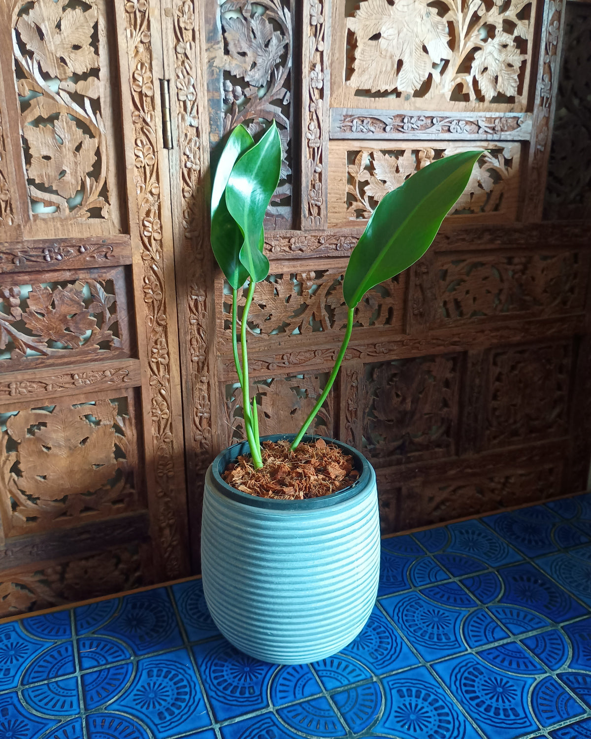 Philodendron Renauxii