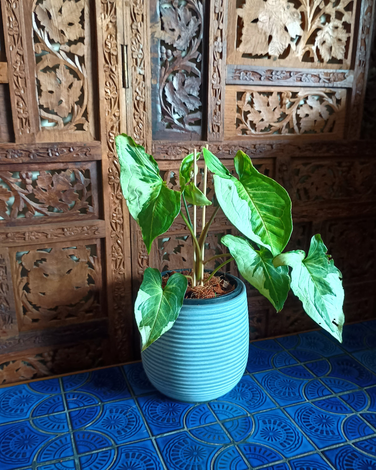 Syngonium 3 Kings