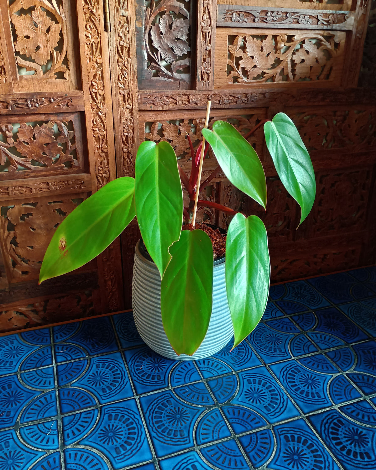 Philodendron Erubescens Red Emerald