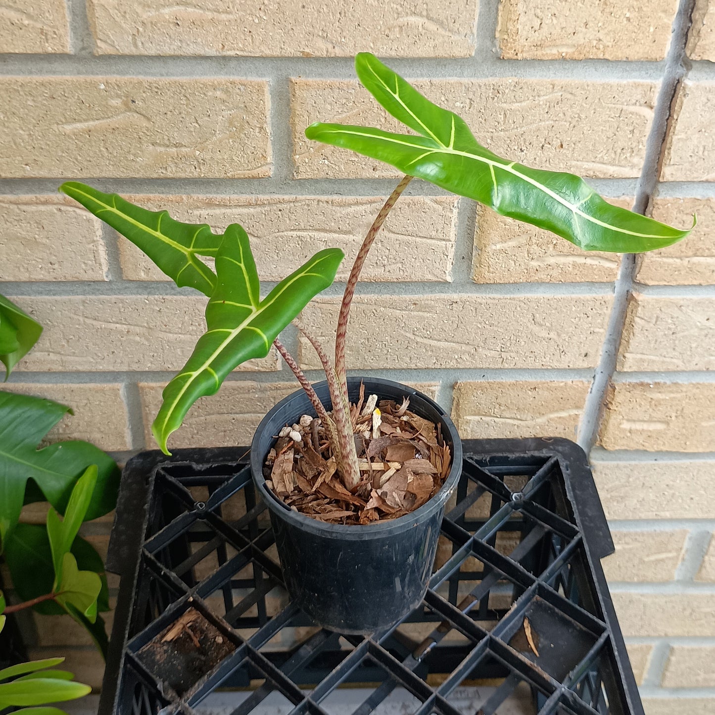 Alocasia Zebrina Sarian