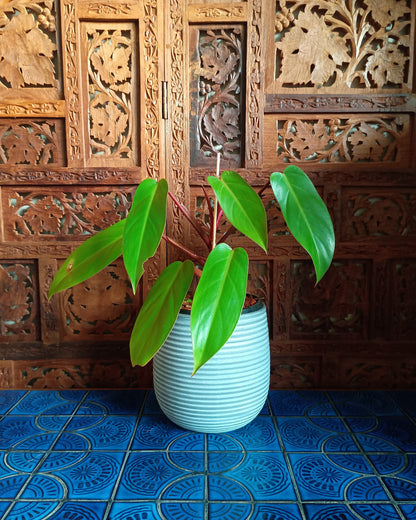 Philodendron Erubescens Red Emerald