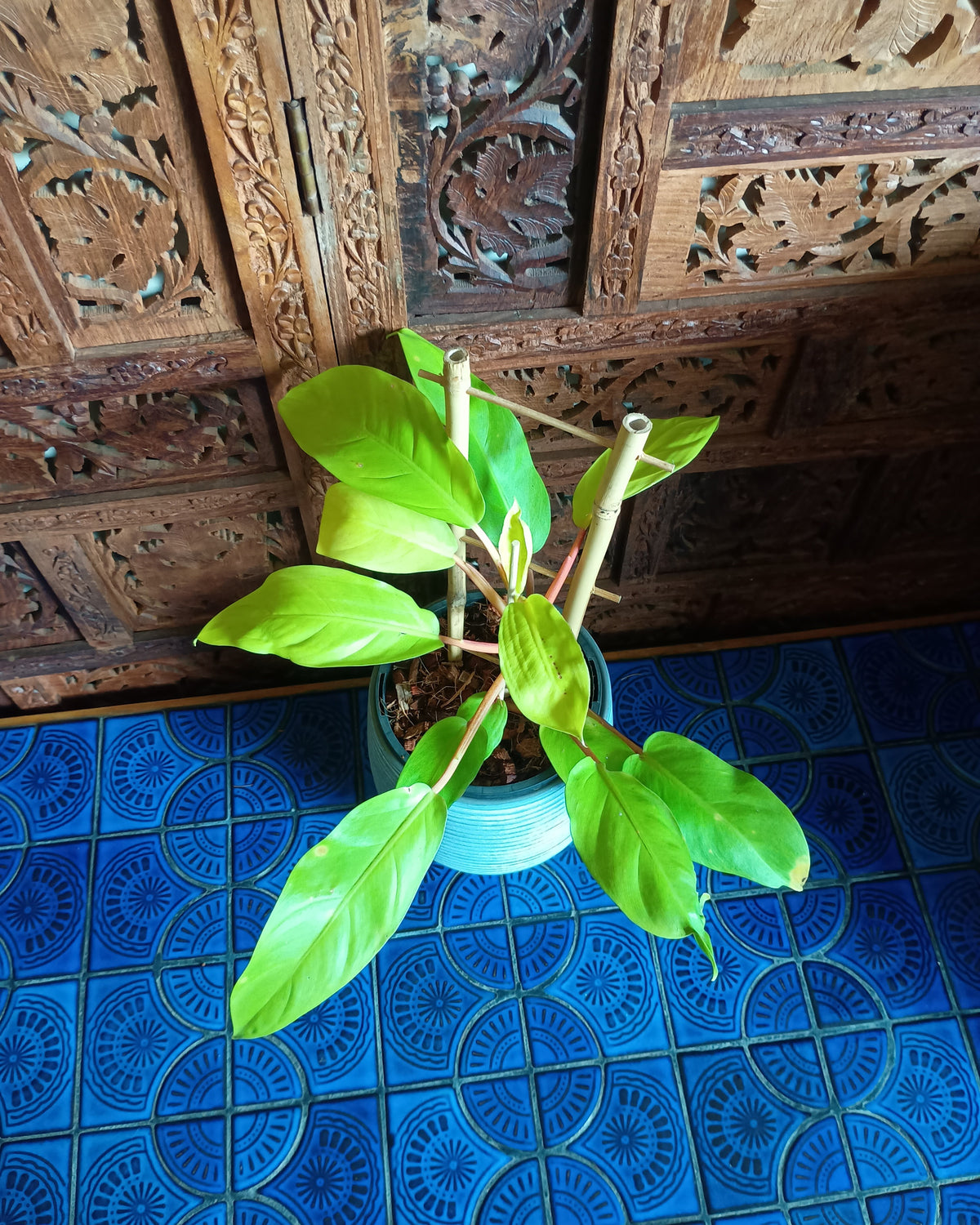 Philodendron Lemon Lime Large