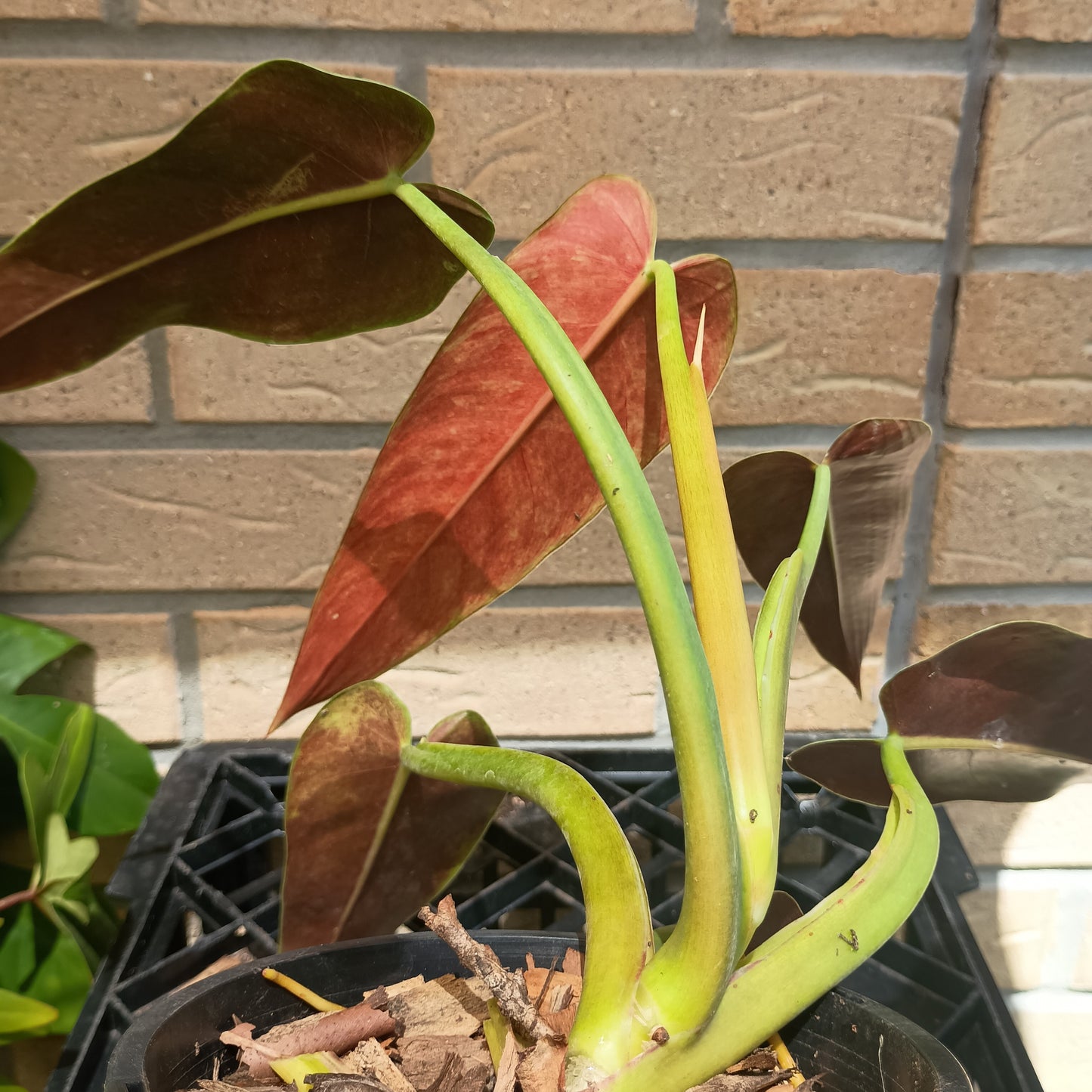 🌱 Philodendron Tuxtlanum