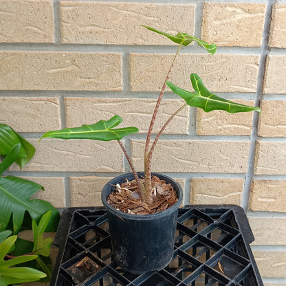 Alocasia Zebrina Sarian
