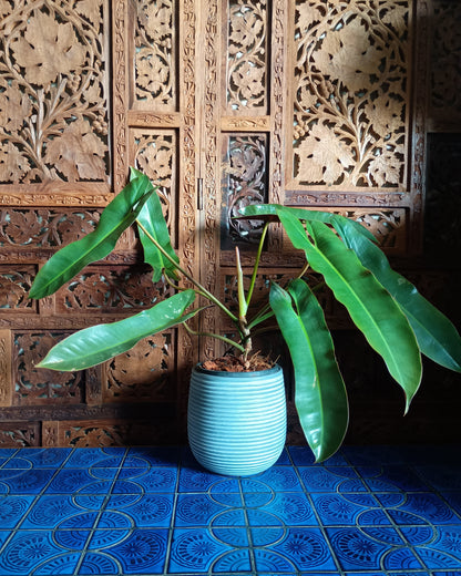 Philodendron Atabapoense Large