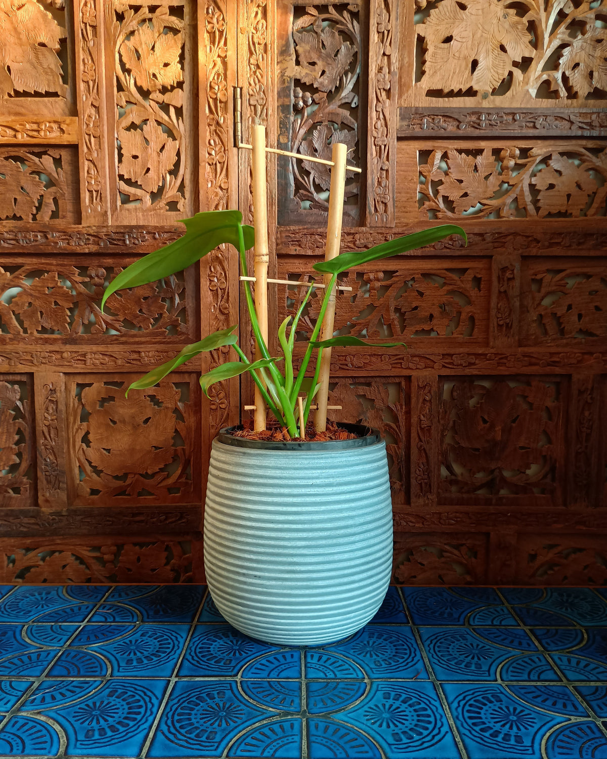 Philodendron Bipennifolium
