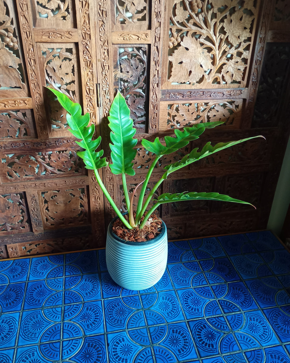 Philodendron Henderson's Pride