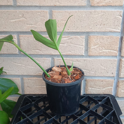 Rhaphidophora decursiva