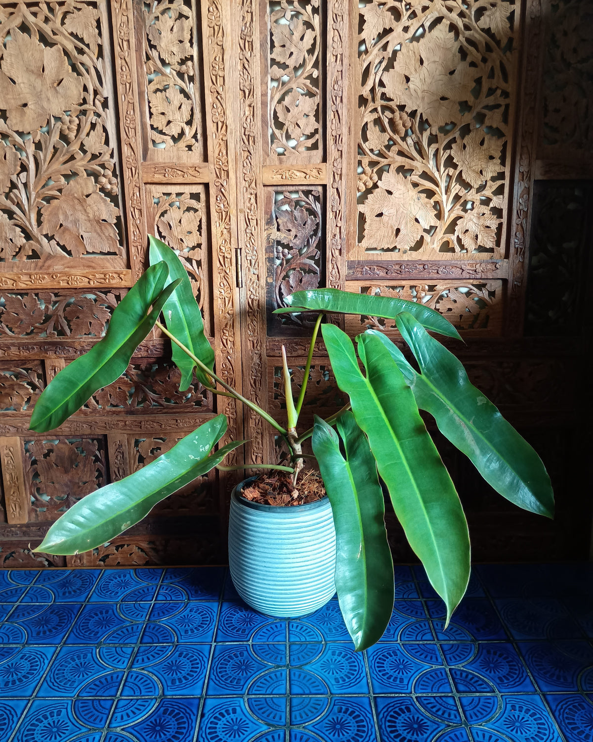 Philodendron Atabapoense Large