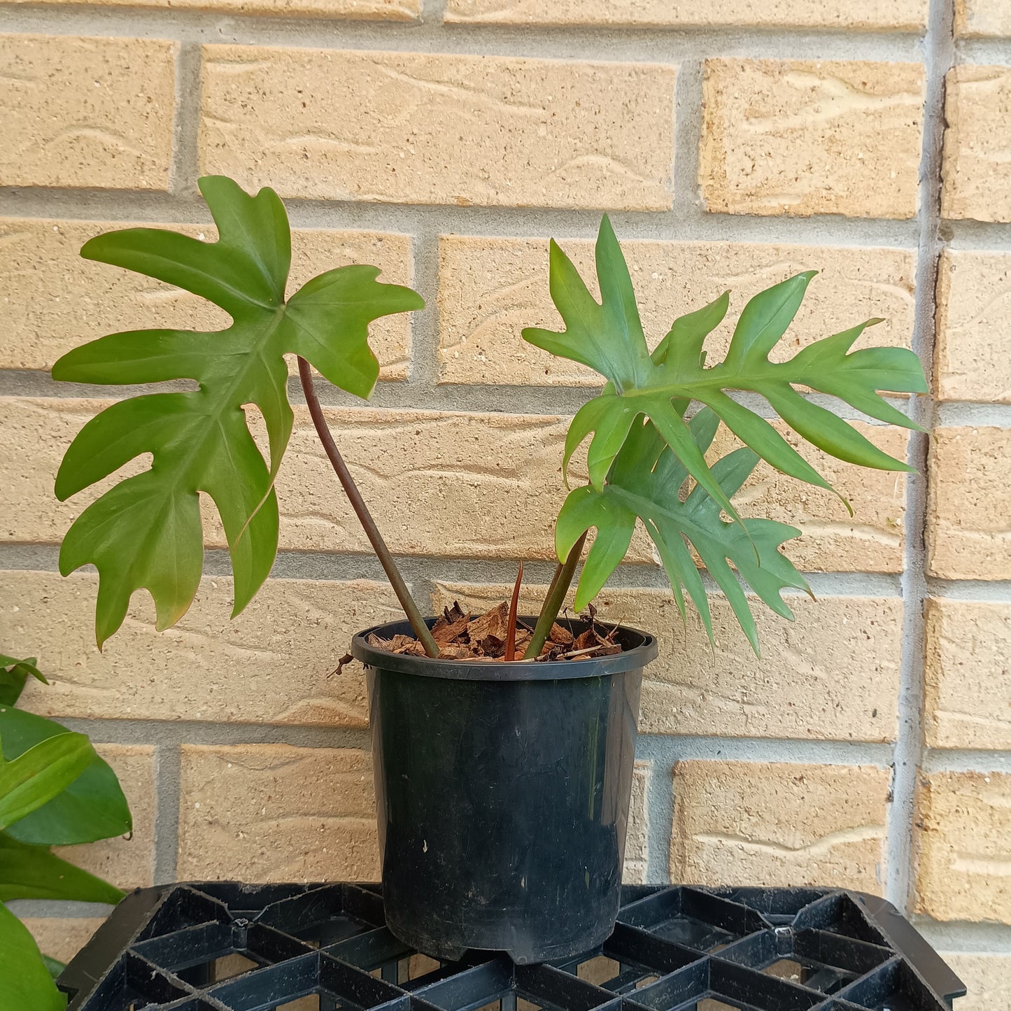 Philodendron Mayoi #130A