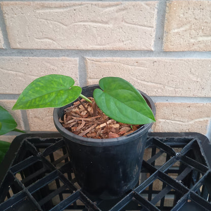 Syngonium Macrophyllum