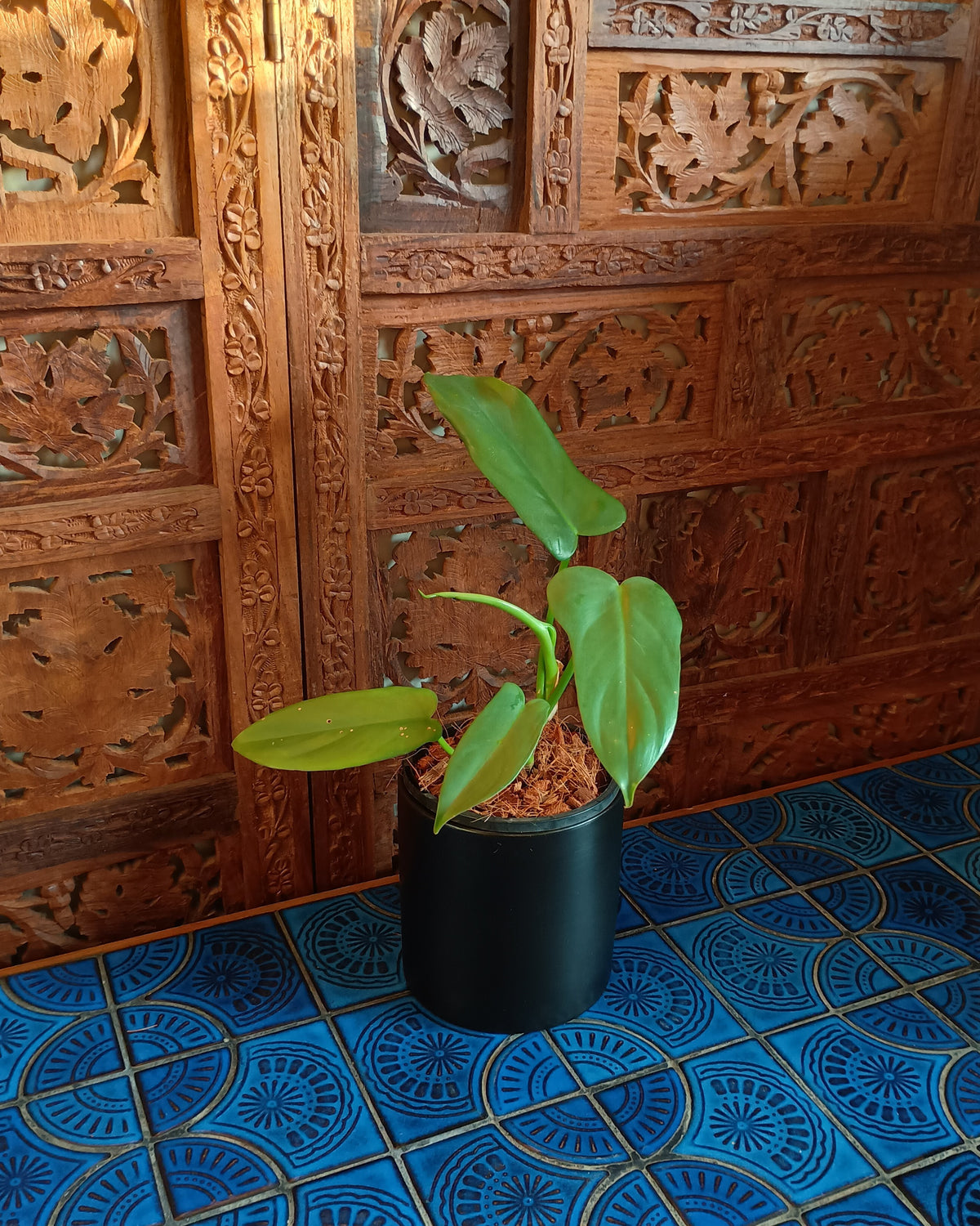 Philodendron Bipennifolium XS