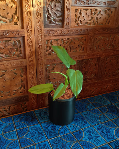 Philodendron Bipennifolium XS