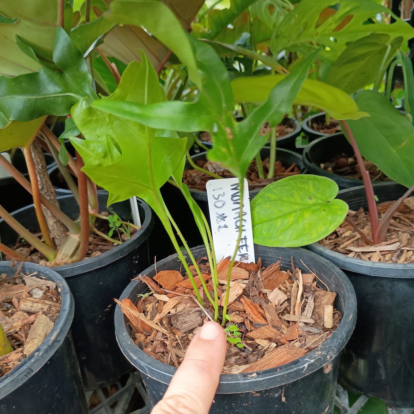 Microsorum Scolopendria