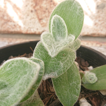 🌱 Tradescantia Sillamontana