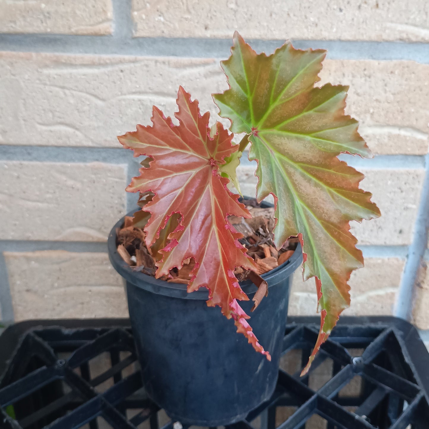 Begonia Irene Nuss