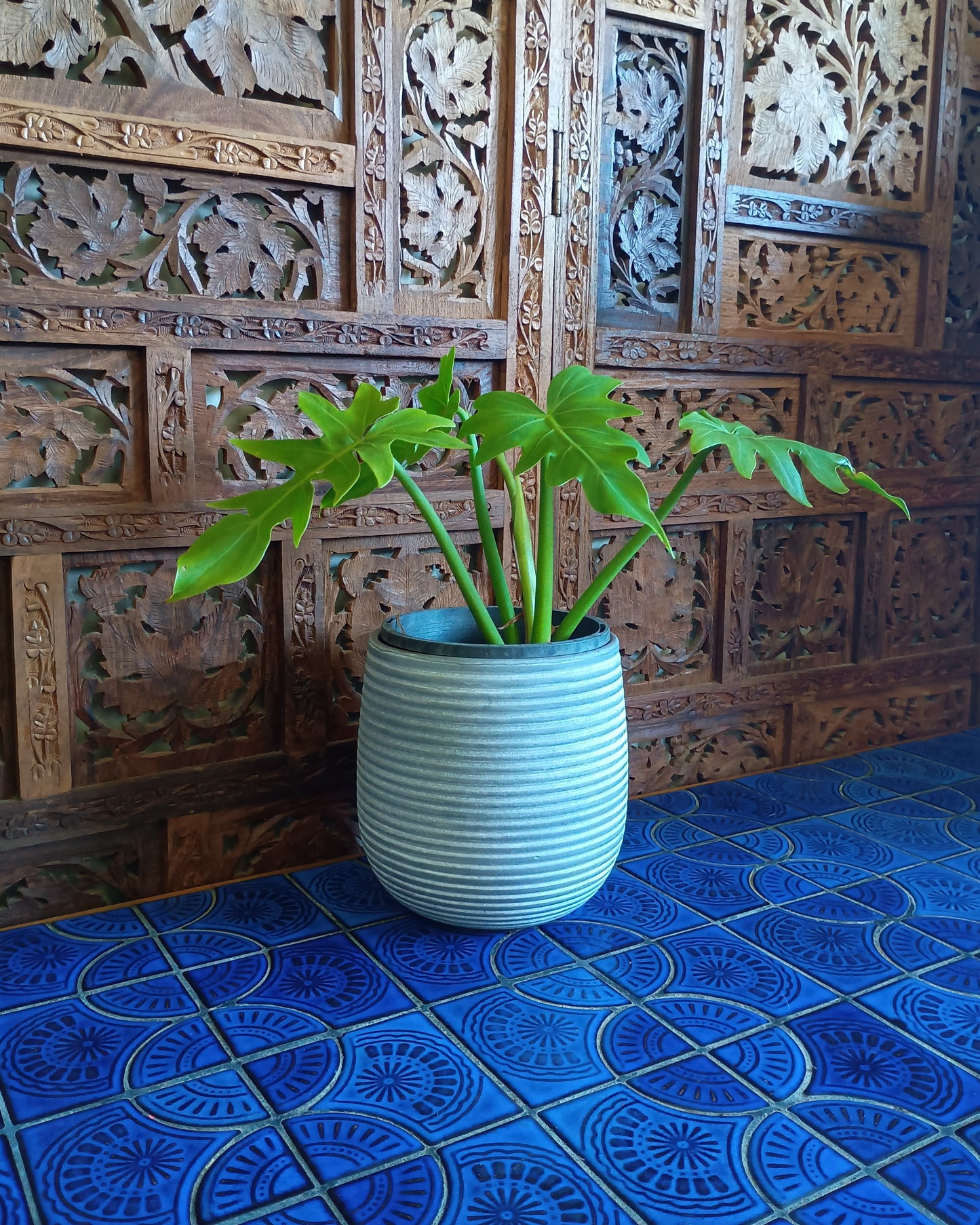 Philodendron Radiatum 130single